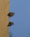 vrabci - hlídka